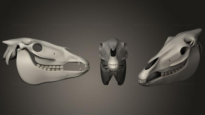 Anatomy of skeletons and skulls (Donkey Skull, ANTM_0393) 3D models for cnc